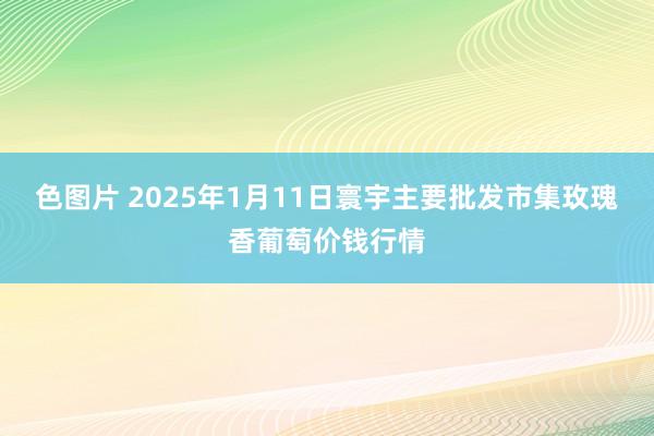 色图片 2025年1月11日寰宇主要批发市集玫瑰香葡萄价钱行情